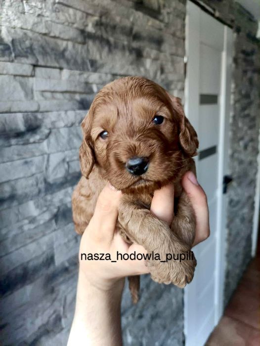 Cockapoo wyjątkowa hybryda pudel spaniel