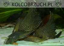 Glonojad weloniasty - Zbrojnik niebieski odmiana WELONIASTA - dowóz