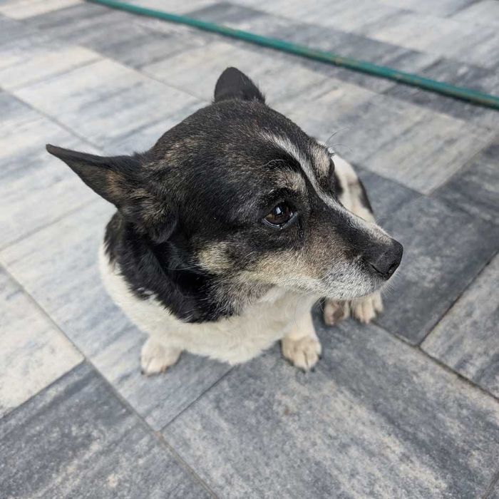 Amia - mała suczka o wielkim sercu