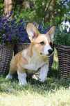Welsh Corgi Cardigan szczenie FCI