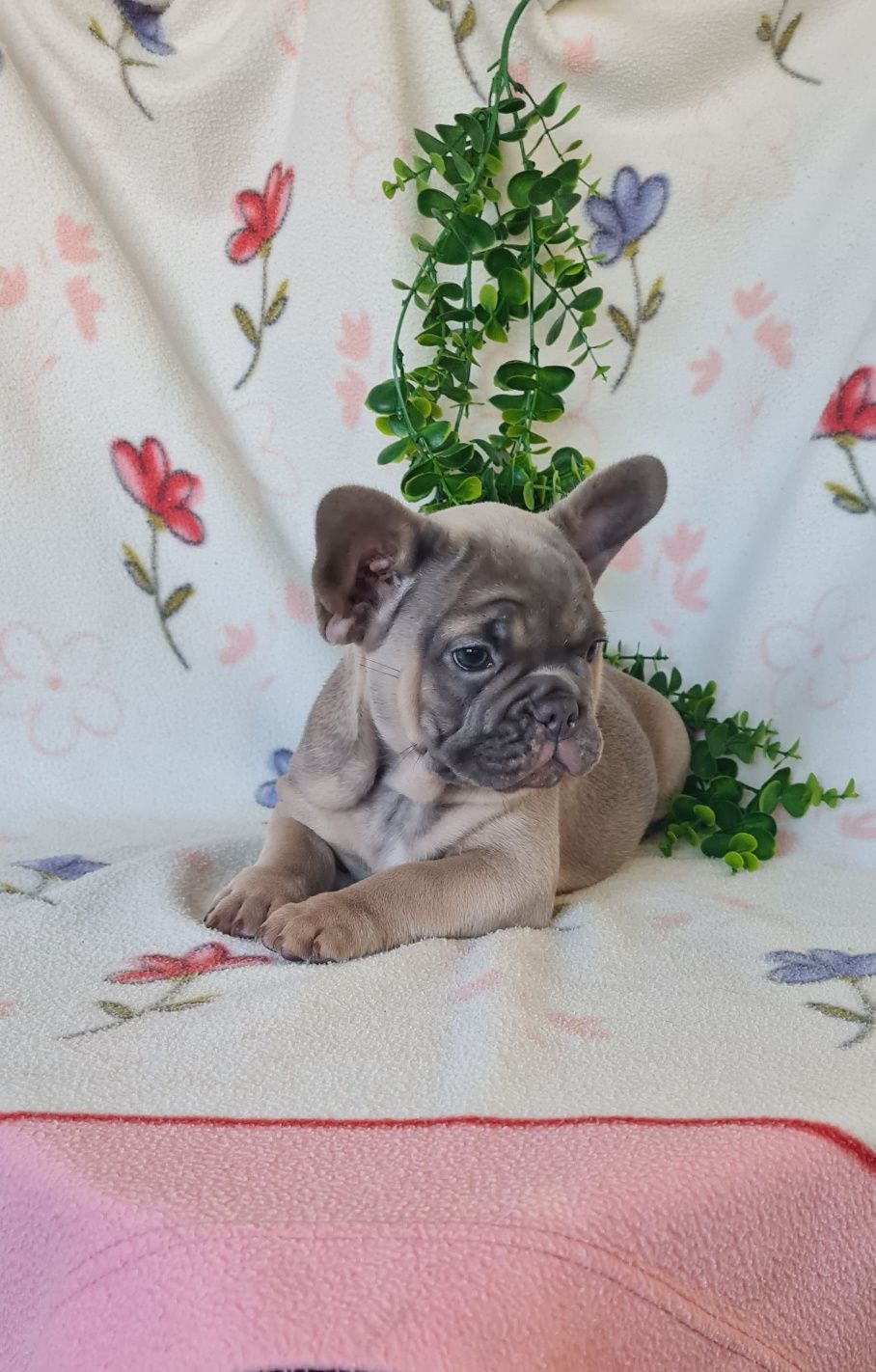 Estupenda menina robusta Bulldog/Bouledogue Francês. Qualidade
