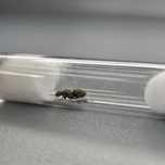 Mrówki Lasius niger