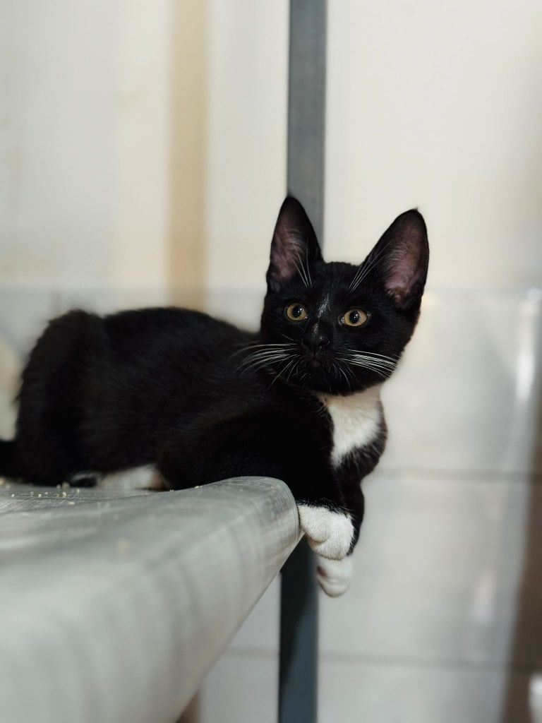 Kociaki do adopcji