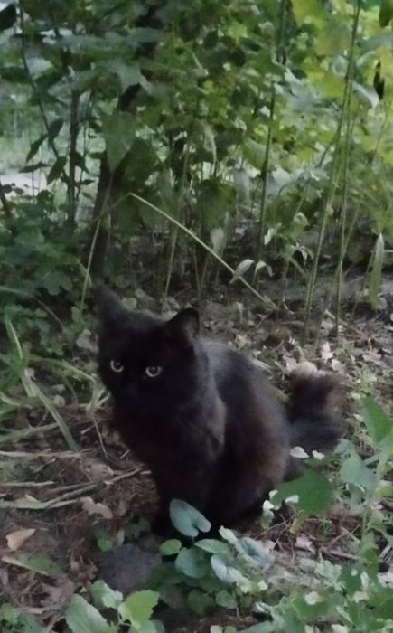 Кіт чорний кот котик безкоштовно в добрі руки