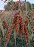 Sprzedam proso senegalskie czerwone 1kg