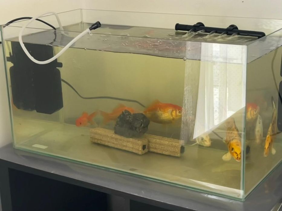 Aquário 60 x 30 com tampa