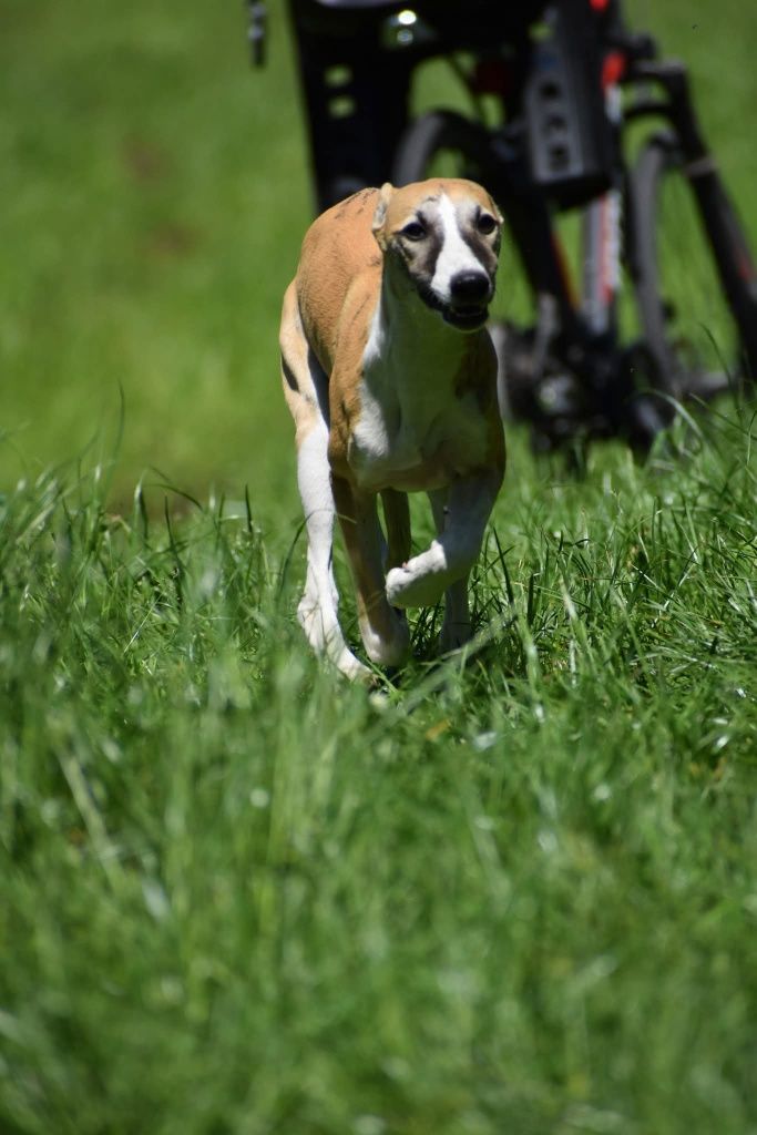 Chart angielski whippet - pies FCI/ZKwP