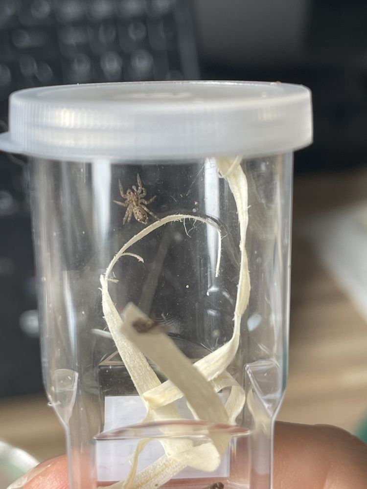 Skakun Plexippus paykulli