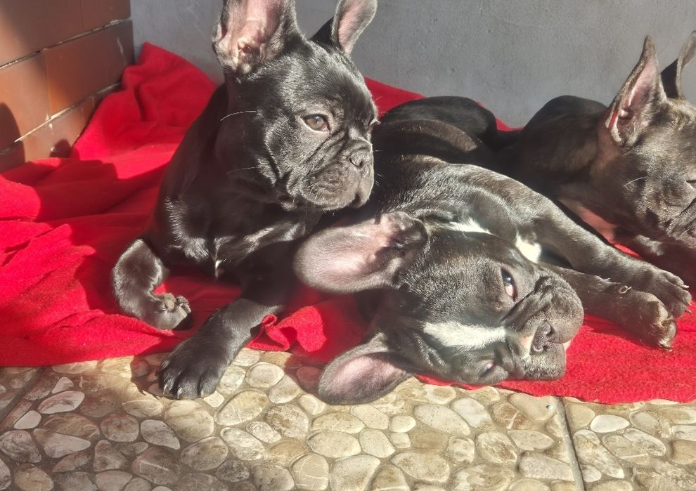 Buldog francuski czarny