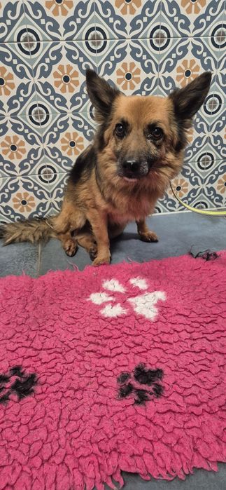 Mały piesek okolo 3 lata