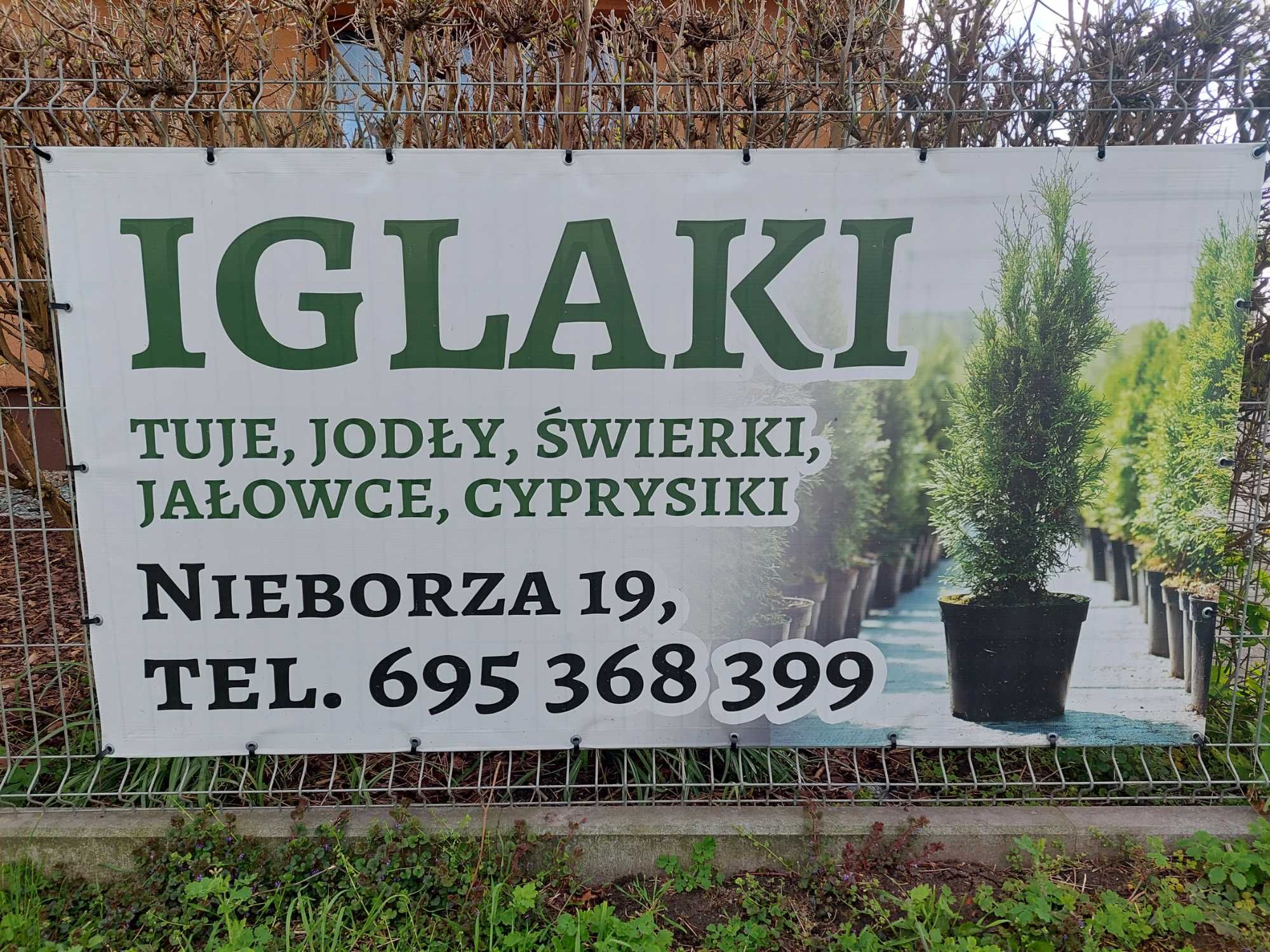 Tuja szmaragd 80-100 cm, doniczka 5L,różne wysokości 40-140cm Sadzenie
