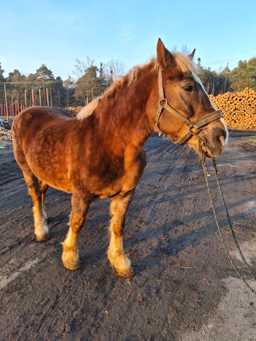 Sprzedam klacz zimnokrwistą