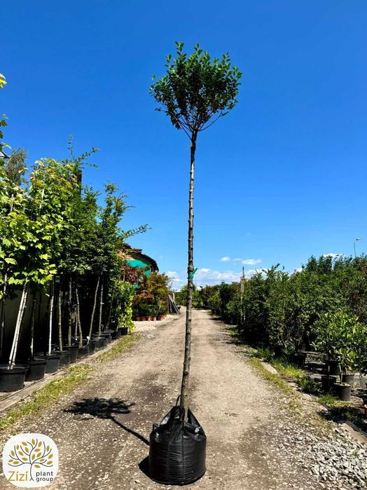 Prunus eminens Umbraculifera, wiśnia osobliwa, pień 220cm, obw.8-12cm
