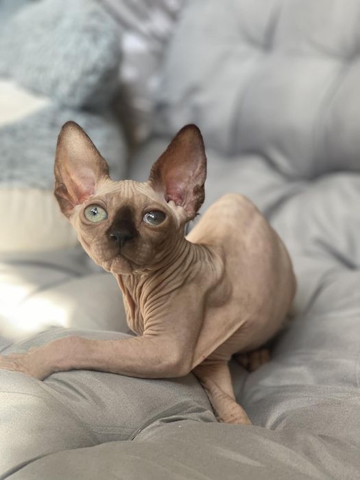 Сфинкс канадский в любимцы