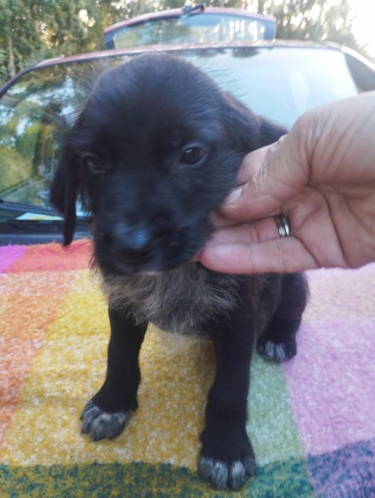 Valentim para adoção muito responsável