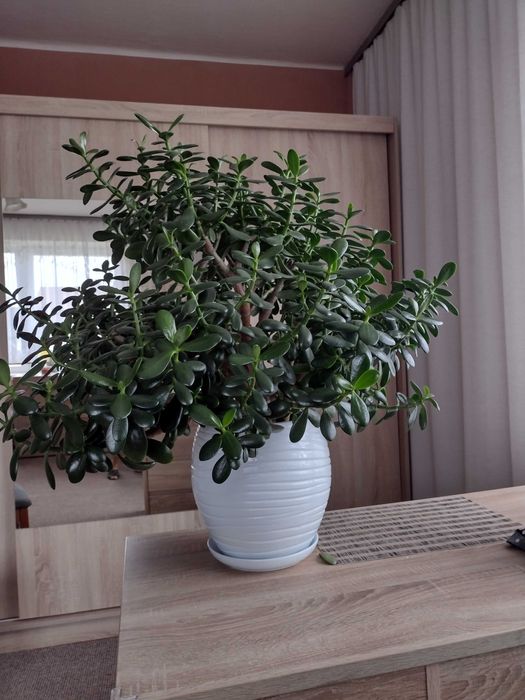 Grubosz,drzewko szczęścia.