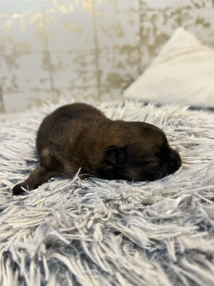 Szpic miniaturowy pomeranian dziewczynka