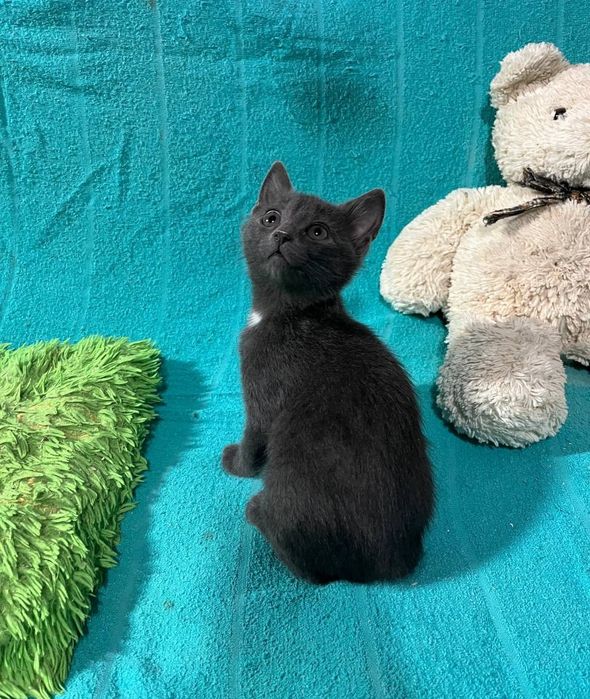 Отдам даром в добрые руки серого котенка