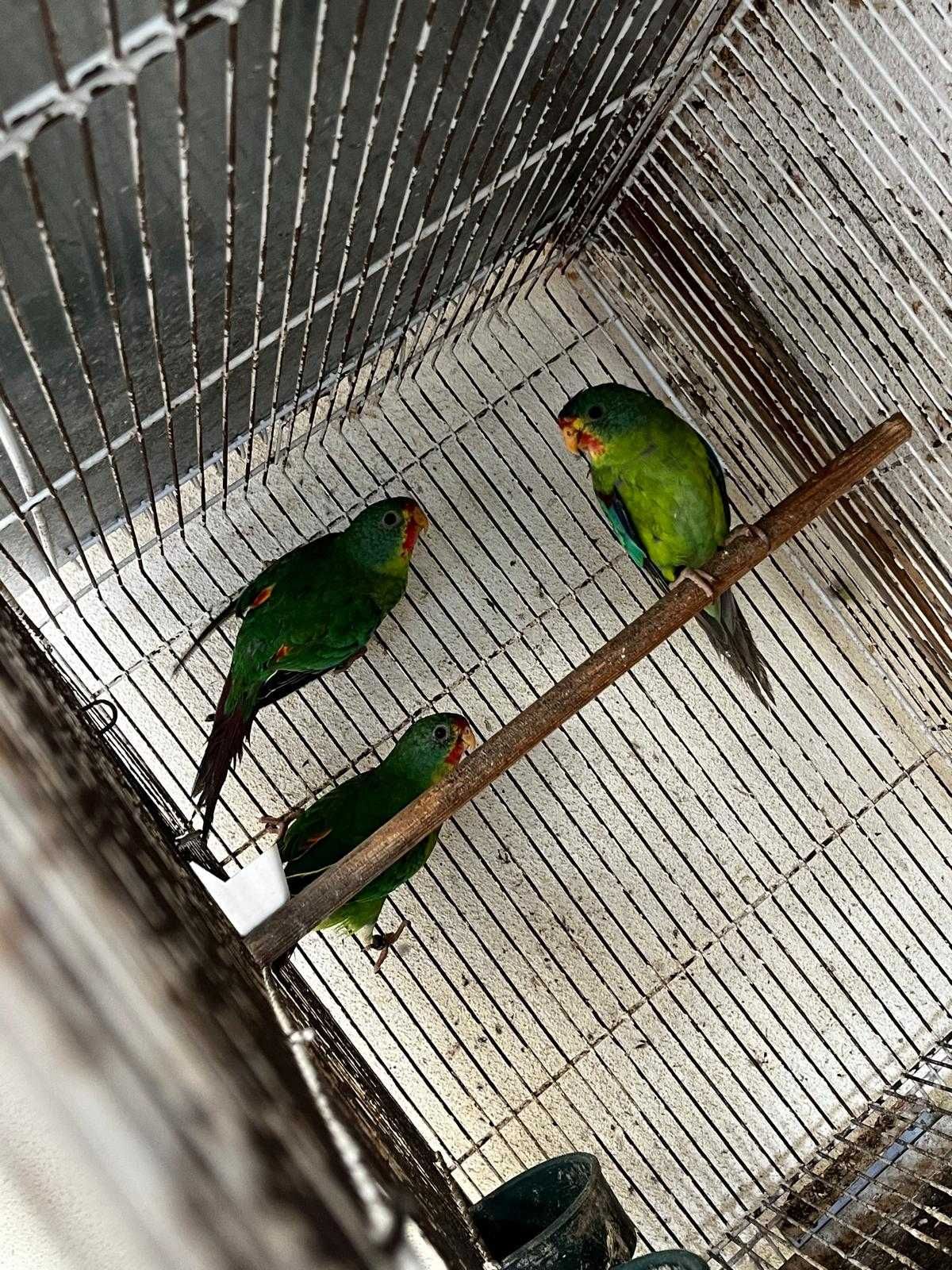 Periquitos Swifts
