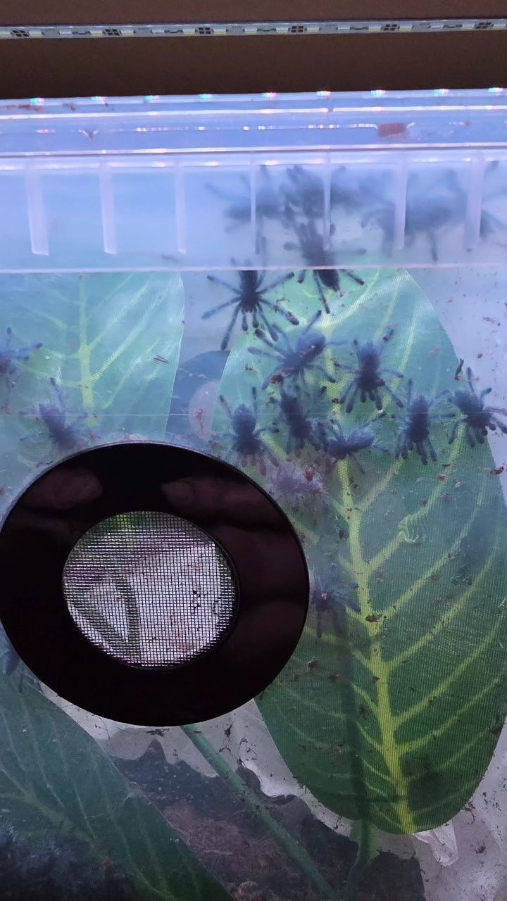 Caribena versicolor l1 ptasznik