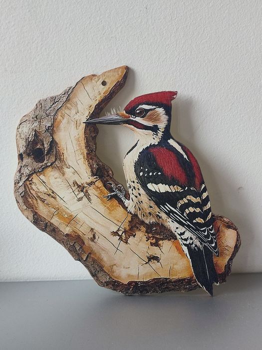 Ptak dzięcioł obrazek