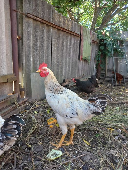 Петухи молодые 6 месяцев