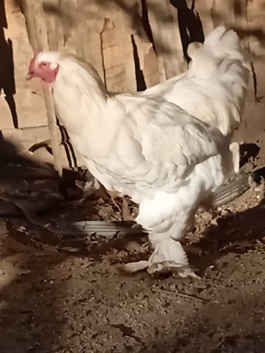 Sprzedam koguty Brahmy i pawlowskie