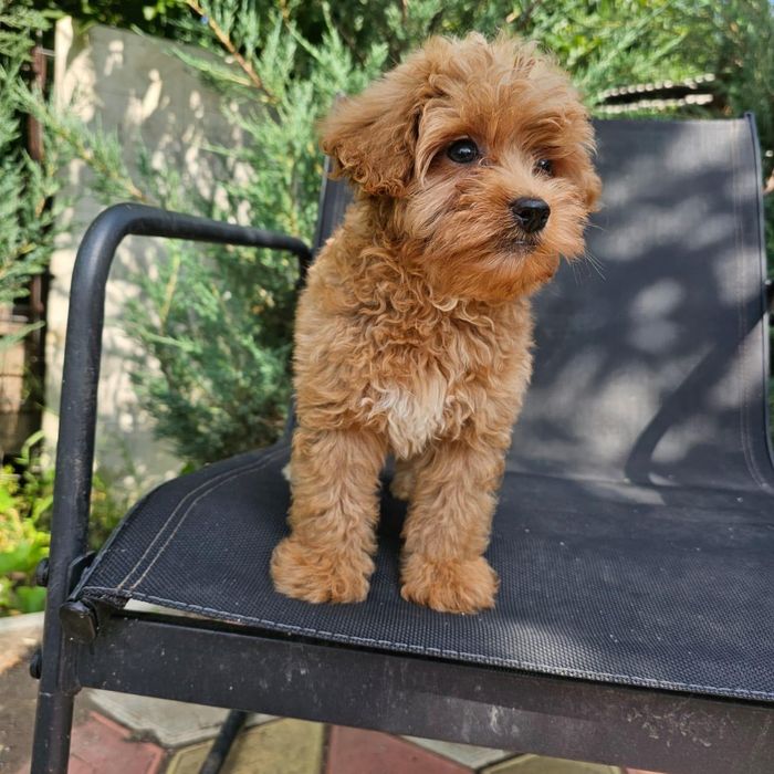 Щенки мальтипу від 10 т гр