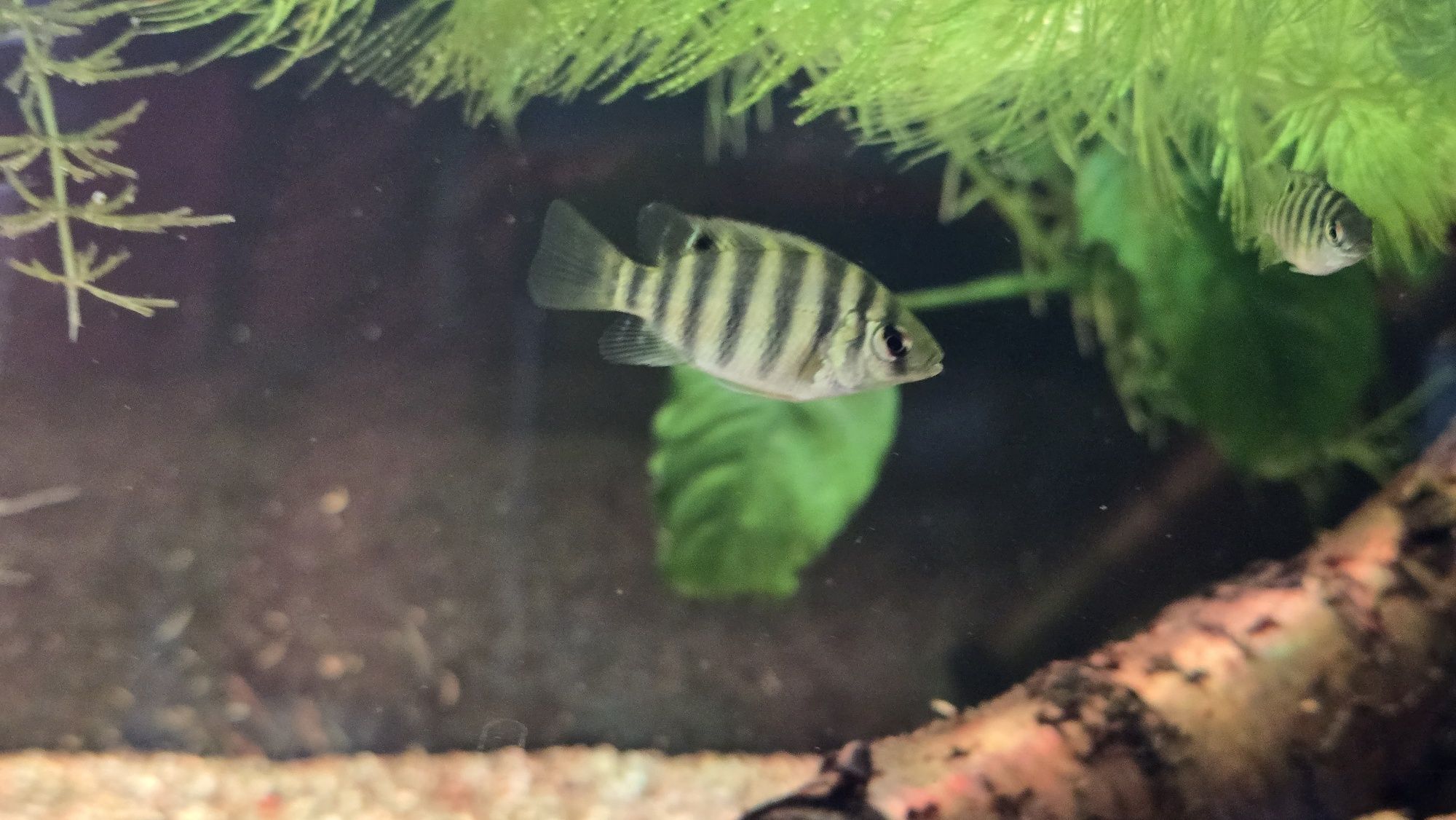 Pielegnice Tilapia Marii - młode