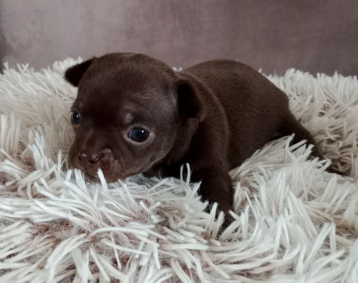 Czekoladowa dziewczynka chihuahua