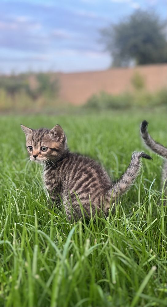 Британські кошенята