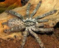 Паук Heteroscodra maculata самка есть разные виды пауков

Класс – Паук