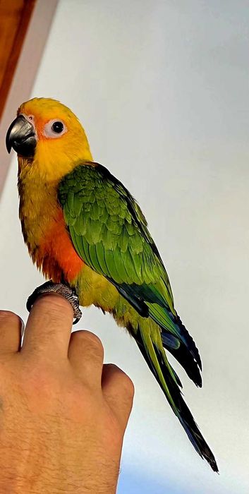 Aratinga jandaya muito meigo