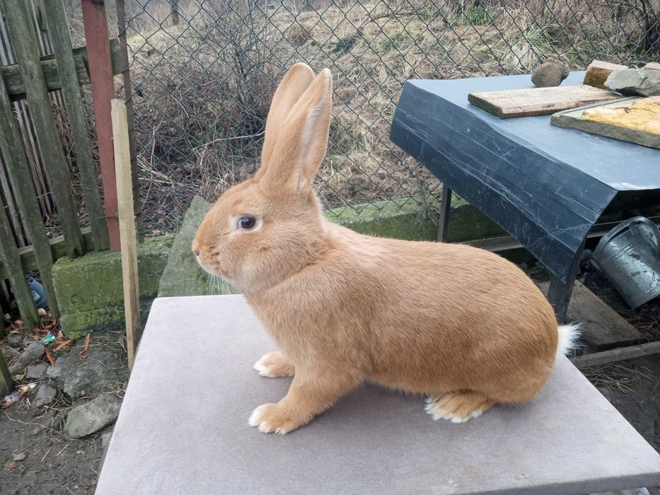 Samce Burgundy , burgundzkie 6kg  +/-