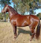Cavalo castrado venda/troca .