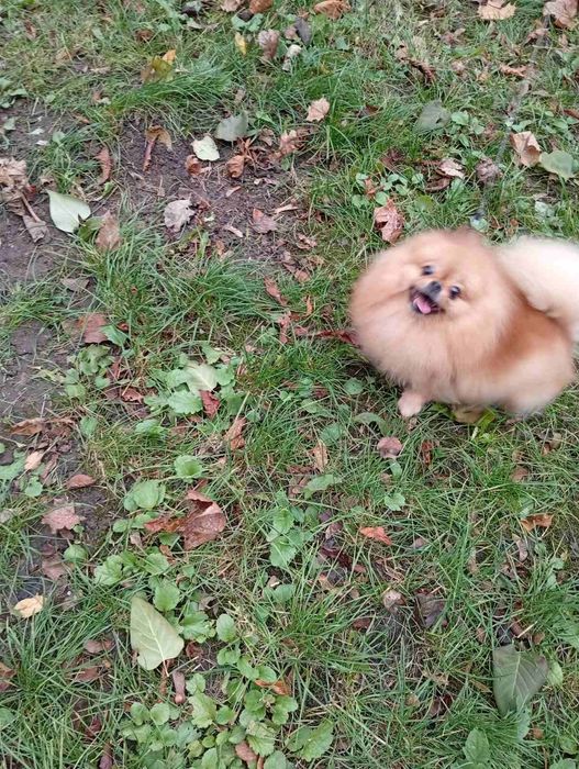 Мини девочка!  КСУ