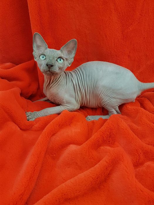 Канадский сфинкс Мальчик