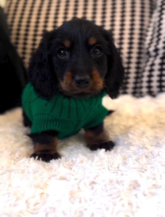 Породисте цуценя такси на продаж