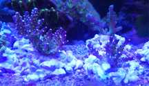 Acropora tricolor