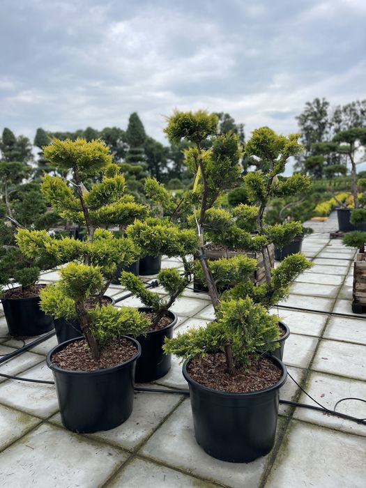 Бонсай, Нівакі, сосна, ялівець, кипарисовик, оливка, ялина, тис….