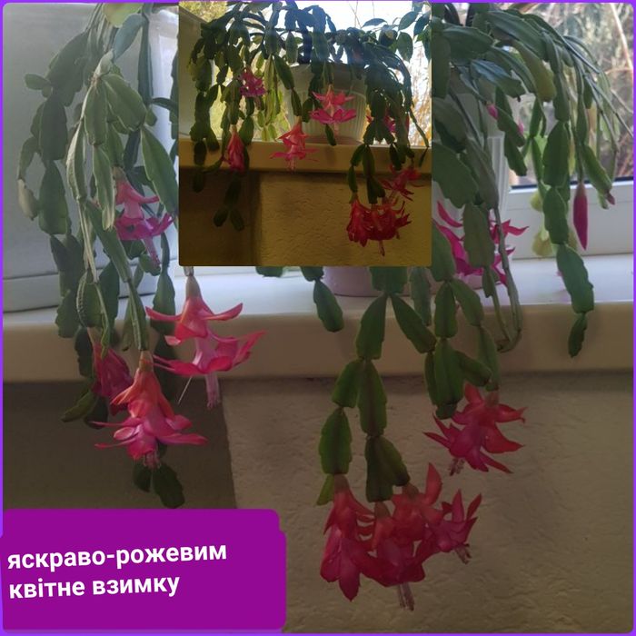 Шлюмбергера або різдвяник чи зігокактус