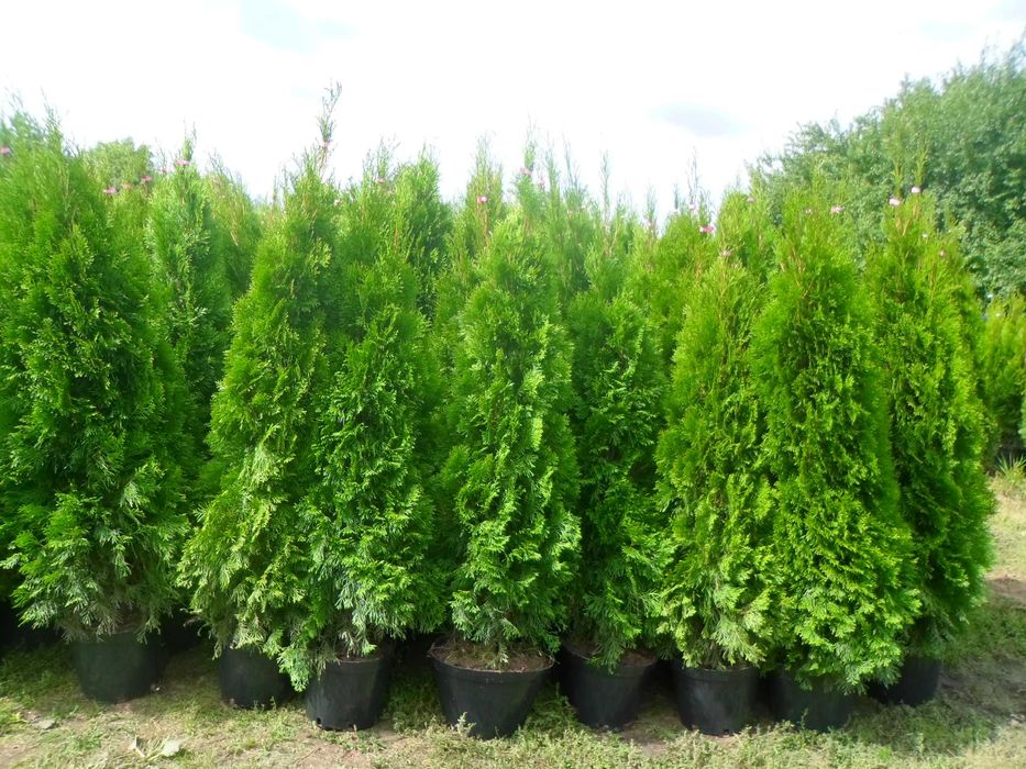 Tuja tuje szmaragd w doniczkach 140-160cm Dostawa