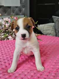 Jack Russell Terrier.Suczka.