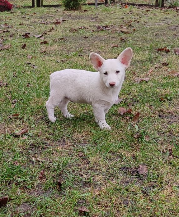 Цуценята, песики в добрі руки