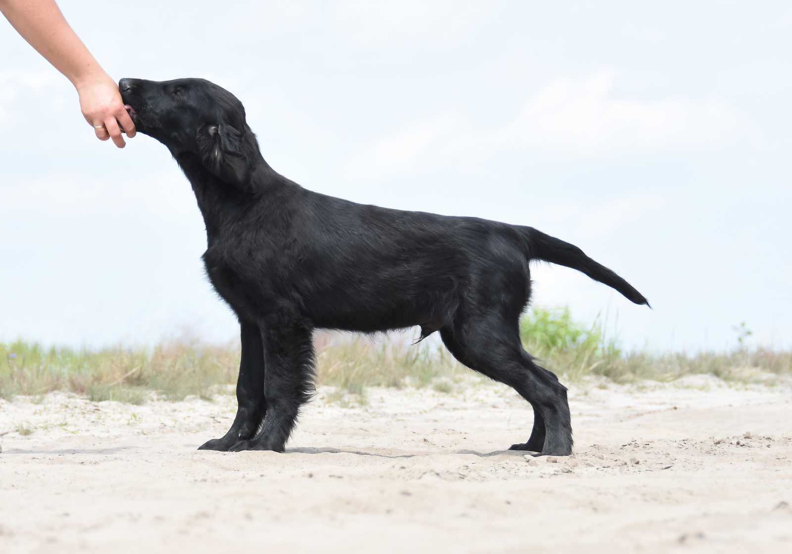 FLAT COATED RETRIEVER - cudny, czarny chłopczyk gotowy od odbioru
