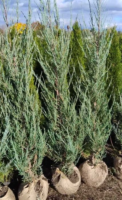 Кипарисовик, ялівець скельний Блю Аров, гортензії, туя смарагд