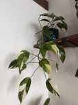 Epipremnum pinnatum variegata