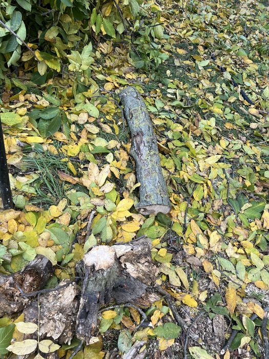 Серовина горіх є доставка кругляк