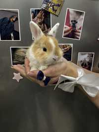 Кролики, крольчата различных пород, с вакцинами