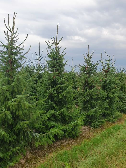 Świerk serbski PICEA OMORICA 400-600cm Kopane Maszyną TRANSpor PREMIUM